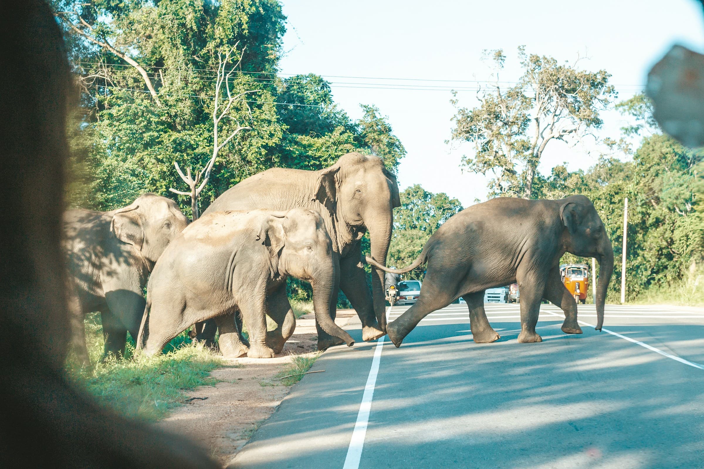 Elephant Matriarch & Family