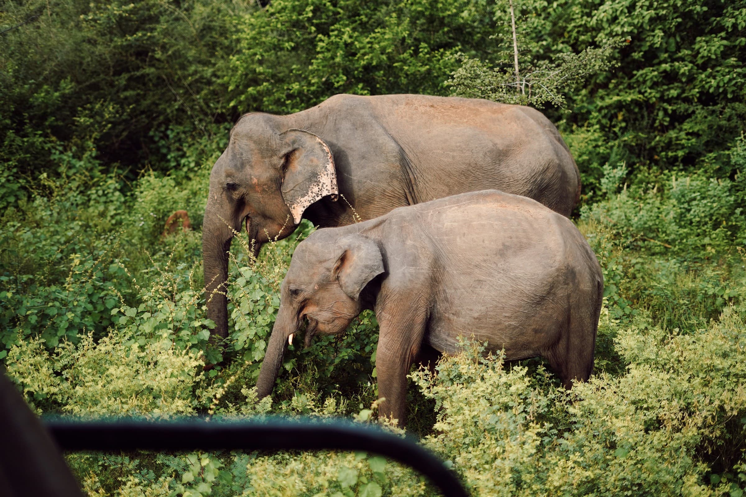 Wild Herd on Grasslands