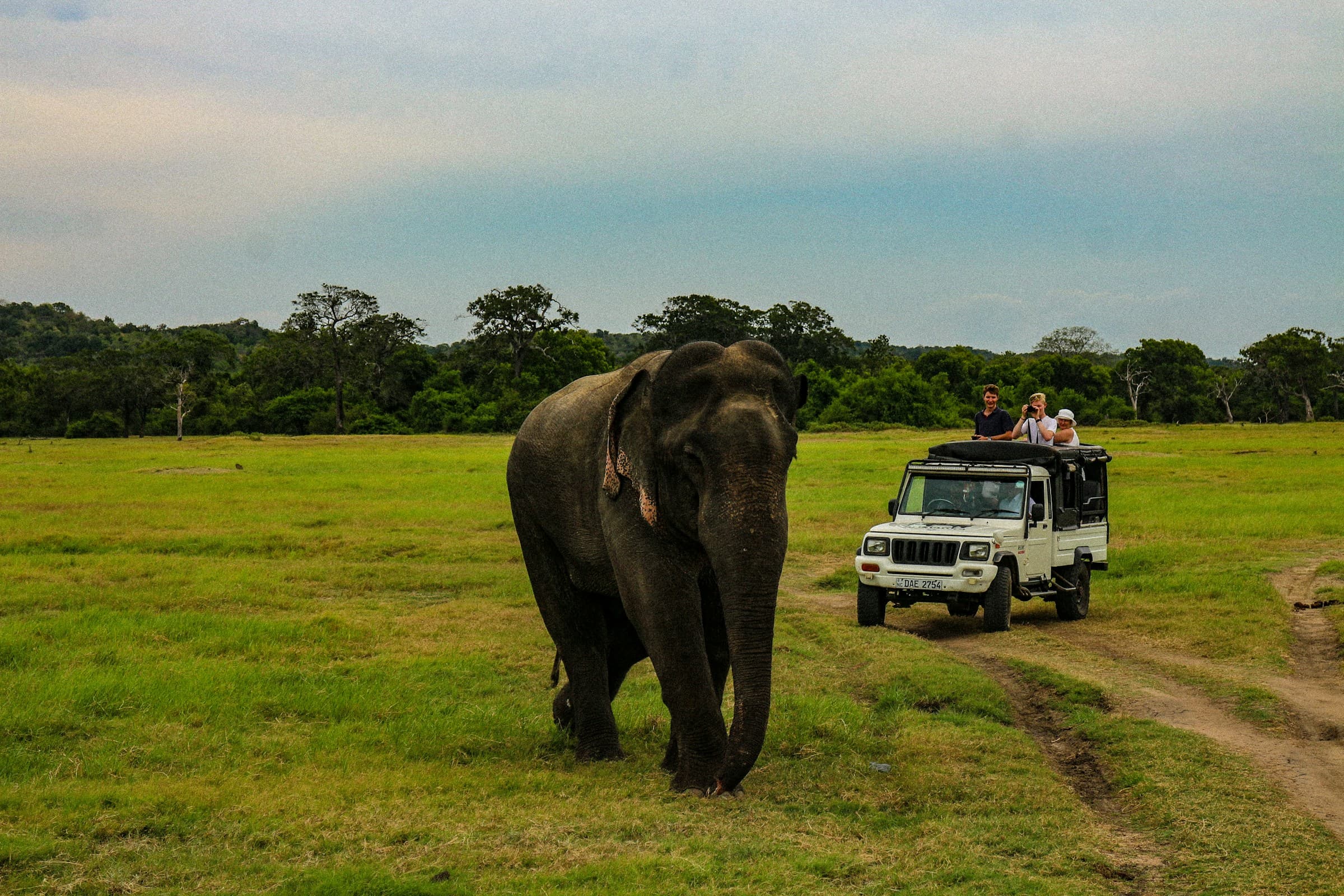 Danushka Maduranga Safari Guide